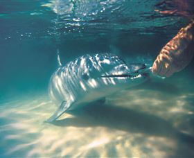 Tangalooma Dolphin Feeding - Find Attractions 1
