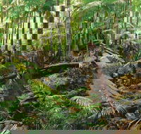 Wollumbin-Mount Warning National Park - Find Attractions