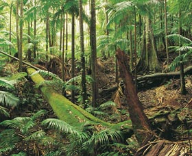 Wollumbin-Mount Warning National Park - Find Attractions 0