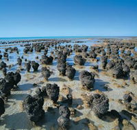Hamelin Pool Stromatolites - Find Attractions
