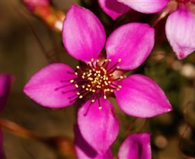 Flora - Find Attractions 0