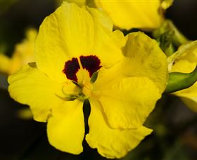 Flora - Find Attractions 1