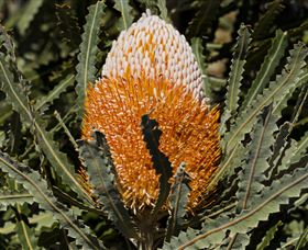 Flora - Find Attractions 2