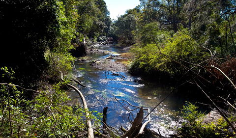 Rainforest Walk - Find Attractions 2