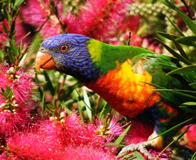 Box Cutting Rainforest Walk - Find Attractions 1