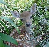 Mesopotamia Lodge Deer Park - Find Attractions