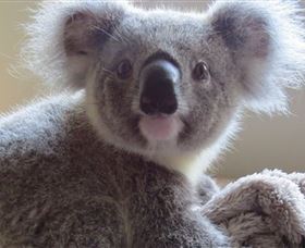 Koala Care Centre in Lismore Lismore