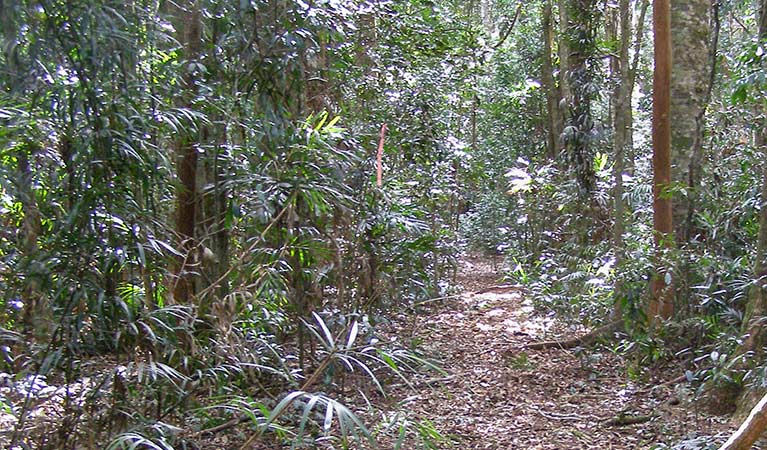 Big Scrub loop walking track Whian Whian