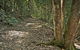 Whian Whian State Conservation Area - thumb 2