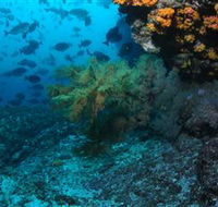 Henderson Rock Dive Site - Find Attractions