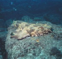 Scottish Prince Dive Site - Find Attractions