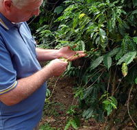 Wombah Coffee Plantation - Find Attractions