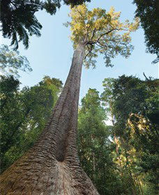 Burrawan State Forest - Find Attractions 1
