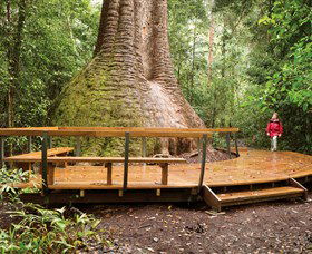 Burrawan State Forest - Find Attractions 0