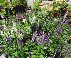 Abundance Lifestyle And Garden - Find Attractions 7
