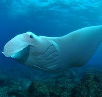 Manta Bommie Dive Site - Find Attractions