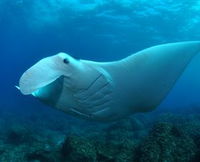 Manta Bommie Dive Site