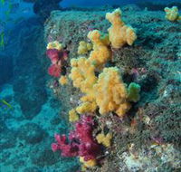 Shag Rock Dive Site - Find Attractions
