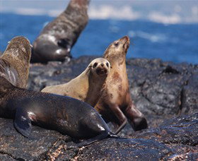 Montague Island Nature Reserve - Find Attractions 2