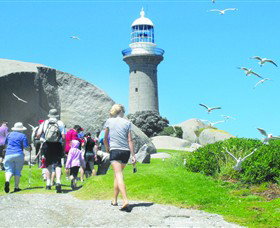 Montague Island Nature Reserve - Find Attractions 3