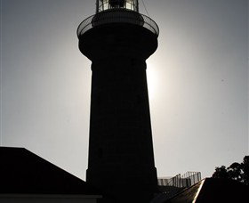 Montague Island Nature Reserve - Find Attractions 4