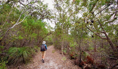 Angophora Grove Walking Track - Find Attractions 1