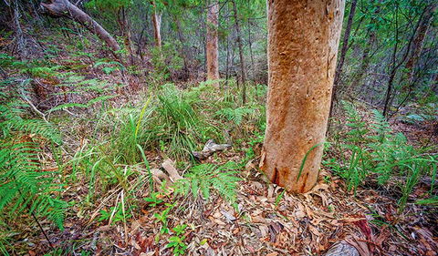 Angophora Grove Walking Track - Find Attractions 2