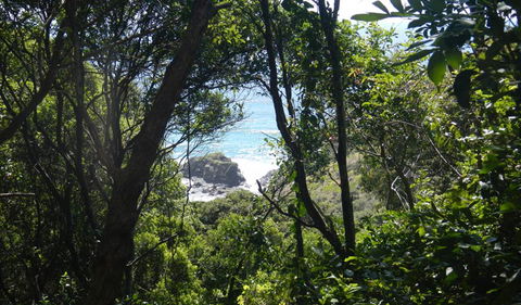 Rainforest Walking Track - Find Attractions 0