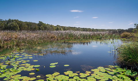 Tyagarah Nature Reserve - Find Attractions 1