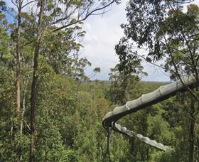 Tarkine Forest Adventures - Dismal Swamp - Find Attractions 1