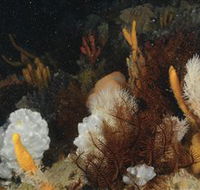 Point Hicks Marine National Park - Find Attractions