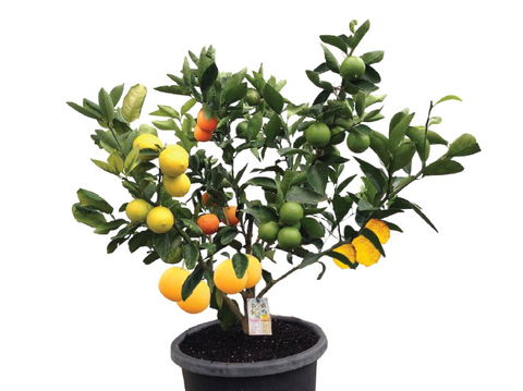 Fruit Salad Tree Company - Find Attractions 3