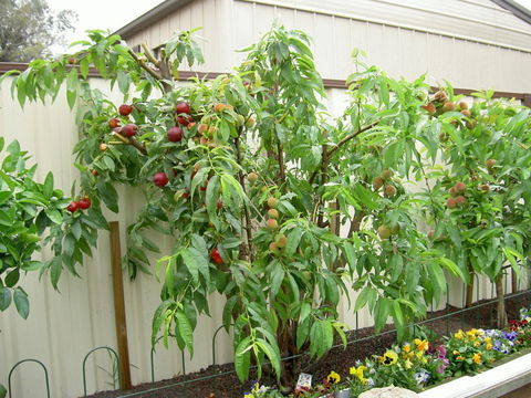 Fruit Salad Tree Company - Find Attractions 4
