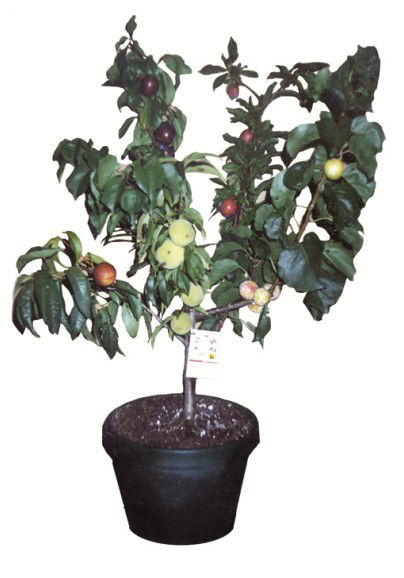 Fruit Salad Tree Company - Find Attractions 5