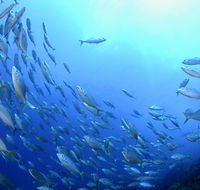 Cape Byron Marine Park - Find Attractions