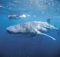 Swim with the Whale Sharks - Find Attractions