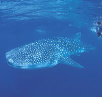 Ningaloo Reef - Find Attractions