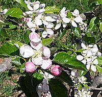 Avro Park Orchards - Find Attractions