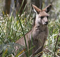 Blue Mountains Guides - Find Attractions