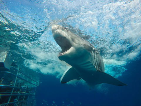 Calypso Star Charters - Find Attractions 9