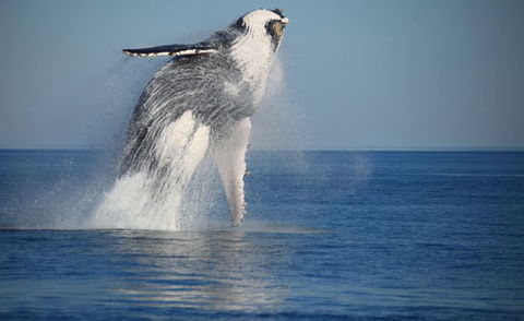 Absolute Ocean Charters - Find Attractions 9