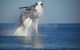 Absolute Ocean Charters - thumb 11