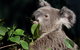 Koala Transfers - thumb 0