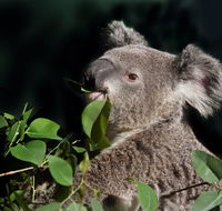 Koala Transfers - Find Attractions