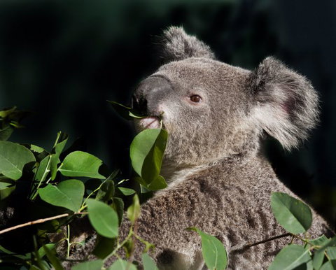 Koala Transfers - Find Attractions 0