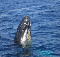 Jervis Bay Whales - Find Attractions