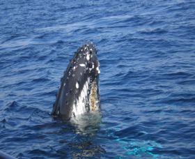 Jervis Bay Whales - Find Attractions 0