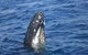 Jervis Bay Whales - thumb 2