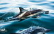 Dolphin Swim Australia - thumb 1