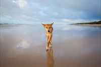 Fraser Island Adventure Tours